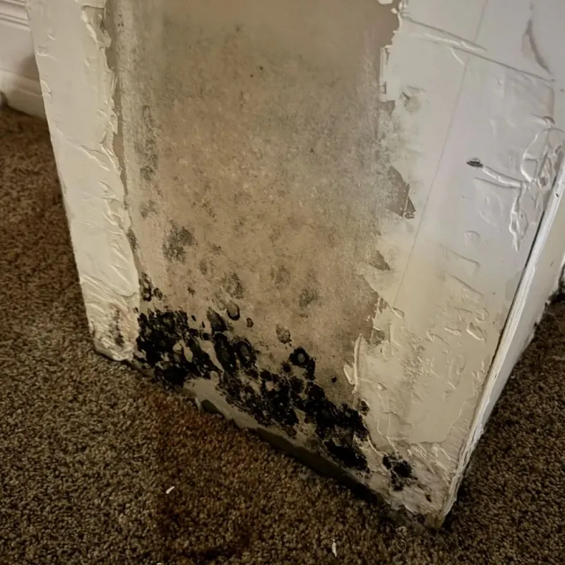 Professional Mold Removal in Mount Morris, WI